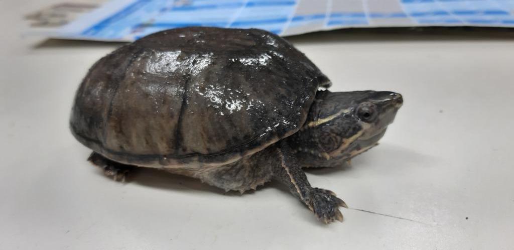 MUSKUS SCHILDPAD, Dieren en Toebehoren, Schildpad, Tam, 0 tot 2 jaar