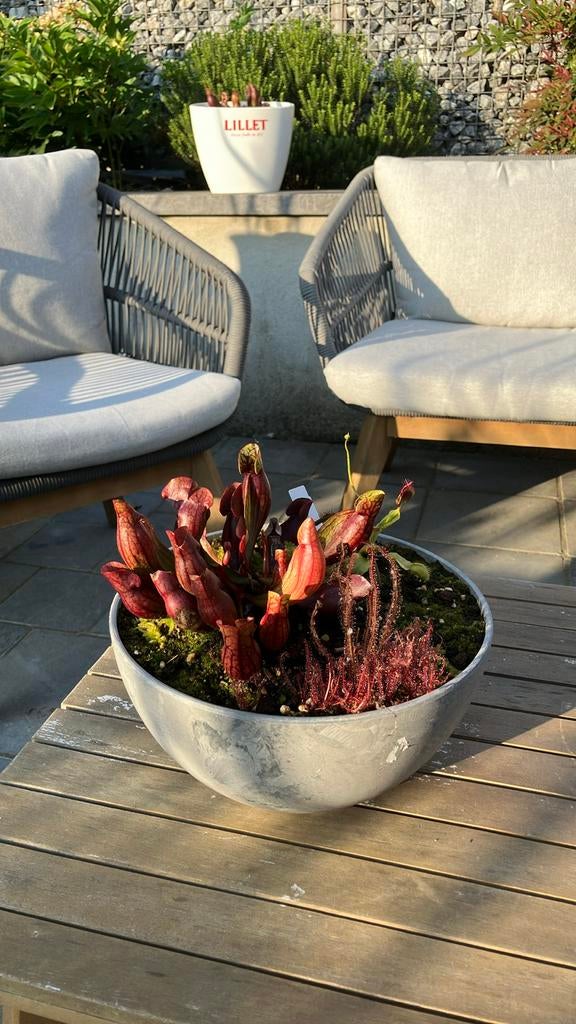 Trompetbekerplant, drosera en venus vliegenval, Ophalen, Zo goed als nieuw