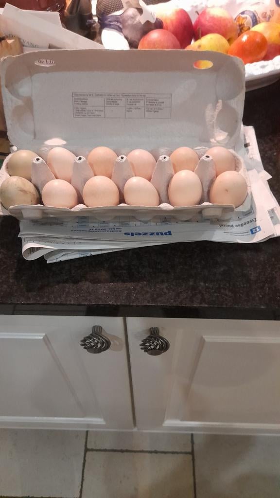 Eieren van loslopende kippen, Enlèvement