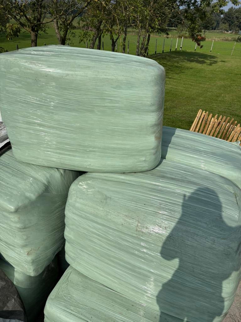 Voordroog vierkante, Enlèvement, Bétail