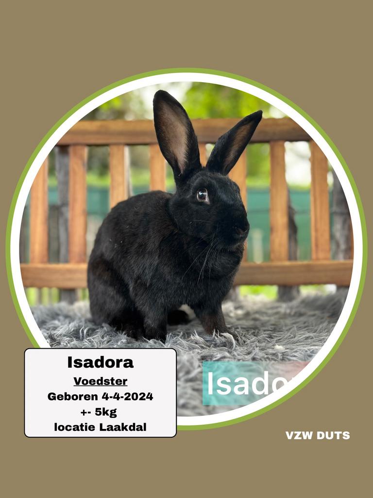 Voedster ter adoptie vzw duts, Dieren en Toebehoren, Konijnen
