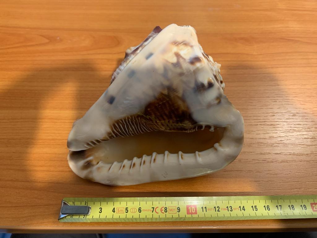 Zeeschelp - Decoratie -, Ophalen of Verzenden