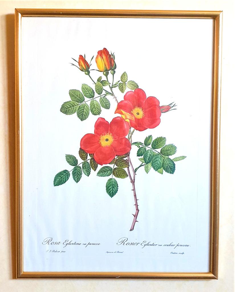 2 Gravures Redouté 🌹 « Rose Eglanteria » 🌹 Remond, Antiquités & Art, Art | Eaux-fortes & Gravures, Enlèvement ou Envoi