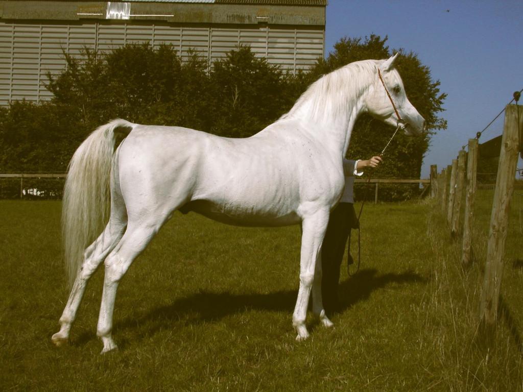 Dernière semence congelée de La Mirage, Étalon