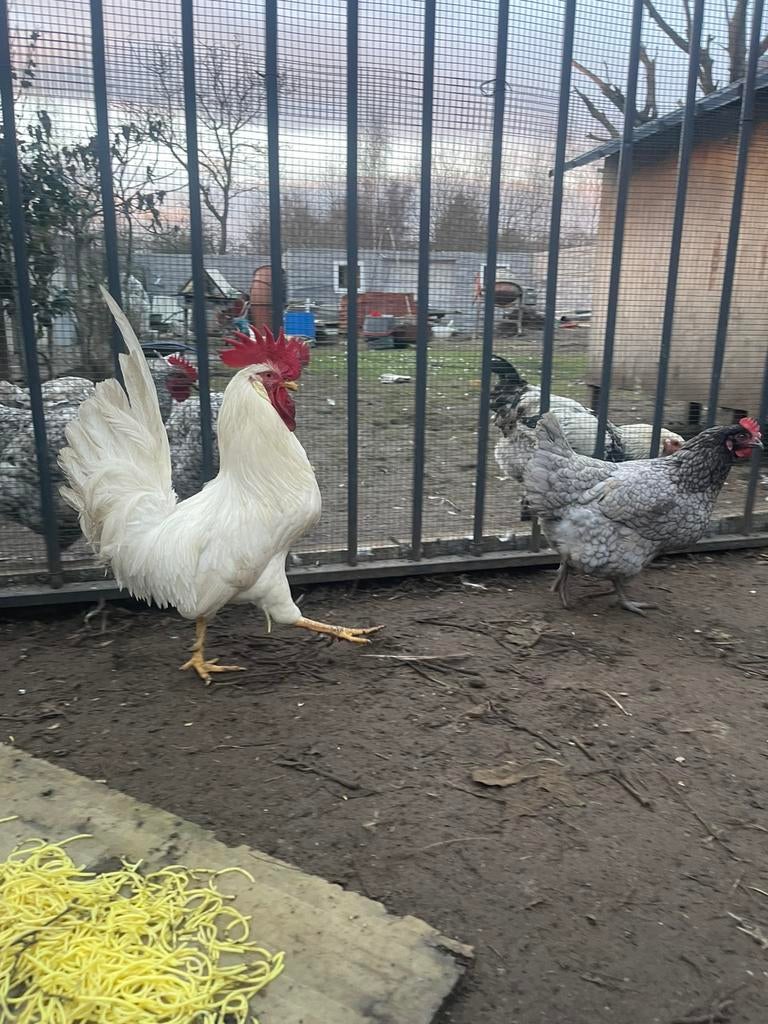 Un coq très mignon à vendre, Mâle, Poule ou poulet