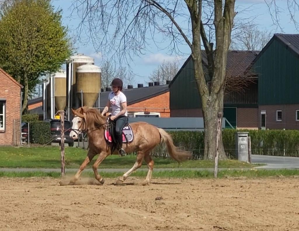 Poney D super sympa et doux à vendre, Vermifugé, Poney de récréation, Poney D (1.37 m à 1.48m), Ne s'applique pas