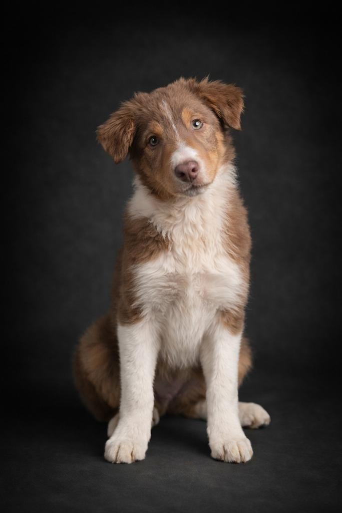 Border collie