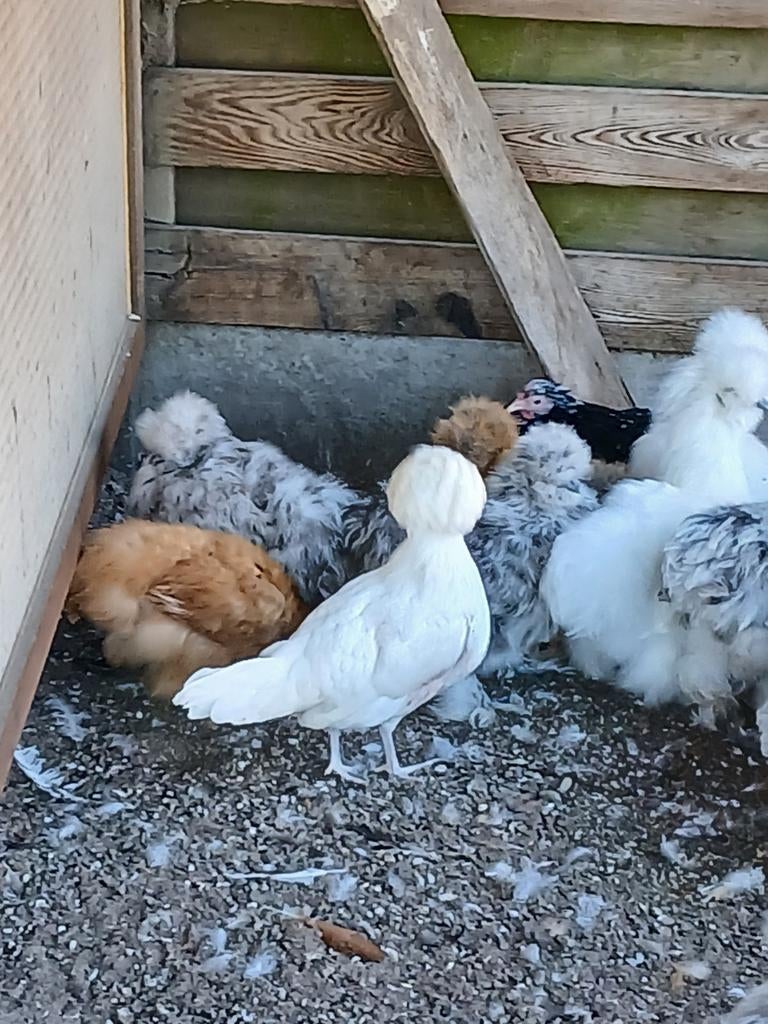 Verschillende rassen sierkippen:zijdehoen,  cochin,  padua.., Dieren en Toebehoren, Pluimvee, Kip, Meerdere dieren