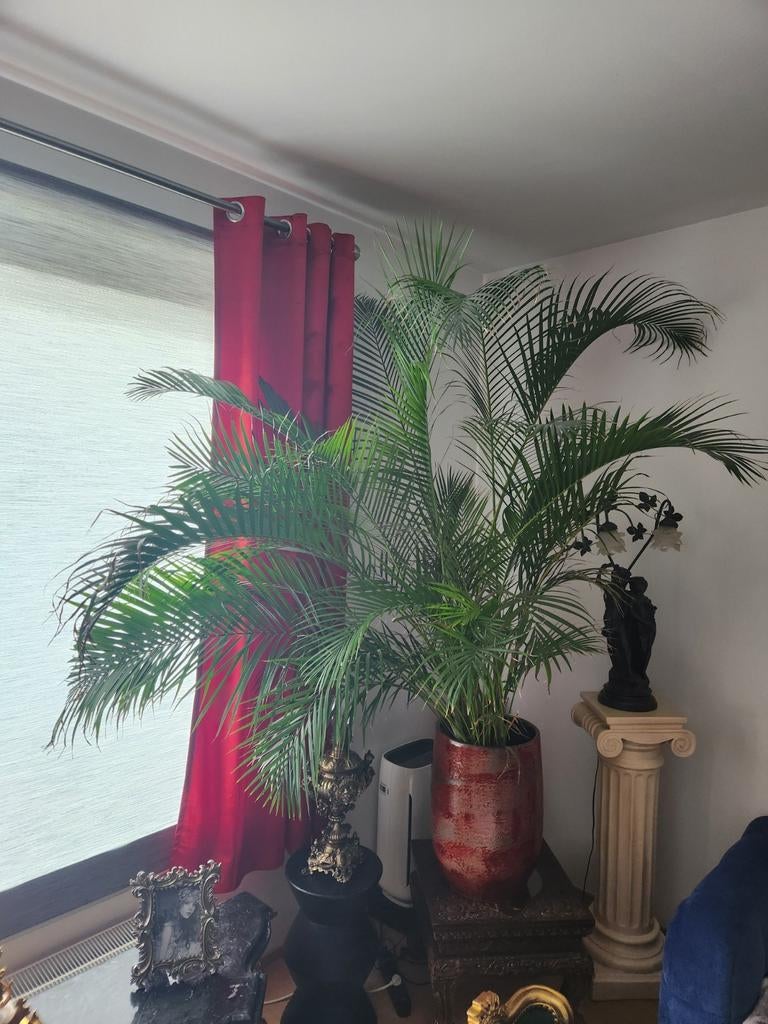 Majestueuze Areca Palm (230cm) in Exclusieve Glazen Designpo, Ophalen