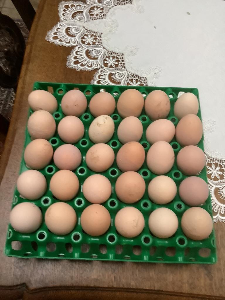 Austra lorp, Poule ou poulet