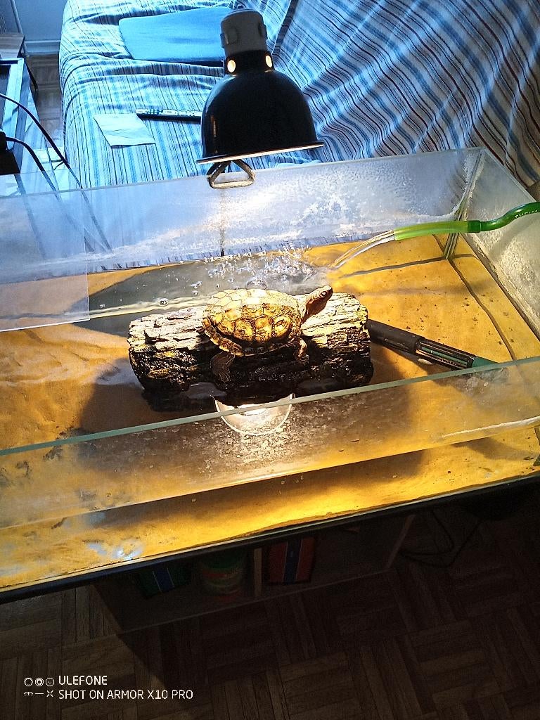 Tortue d'eau+aquarium+accessoires., Animaux & Accessoires, Reptiles & Amphibiens | Accessoires, Utilisé, Enlèvement