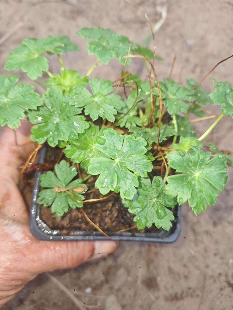 Geranium biokovo, Jardin & Terrasse, Plantes | Jardin, Enlèvement