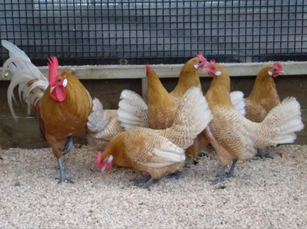 Broedeieren Friese hoen, Dieren en Toebehoren, Geslacht onbekend, Kip