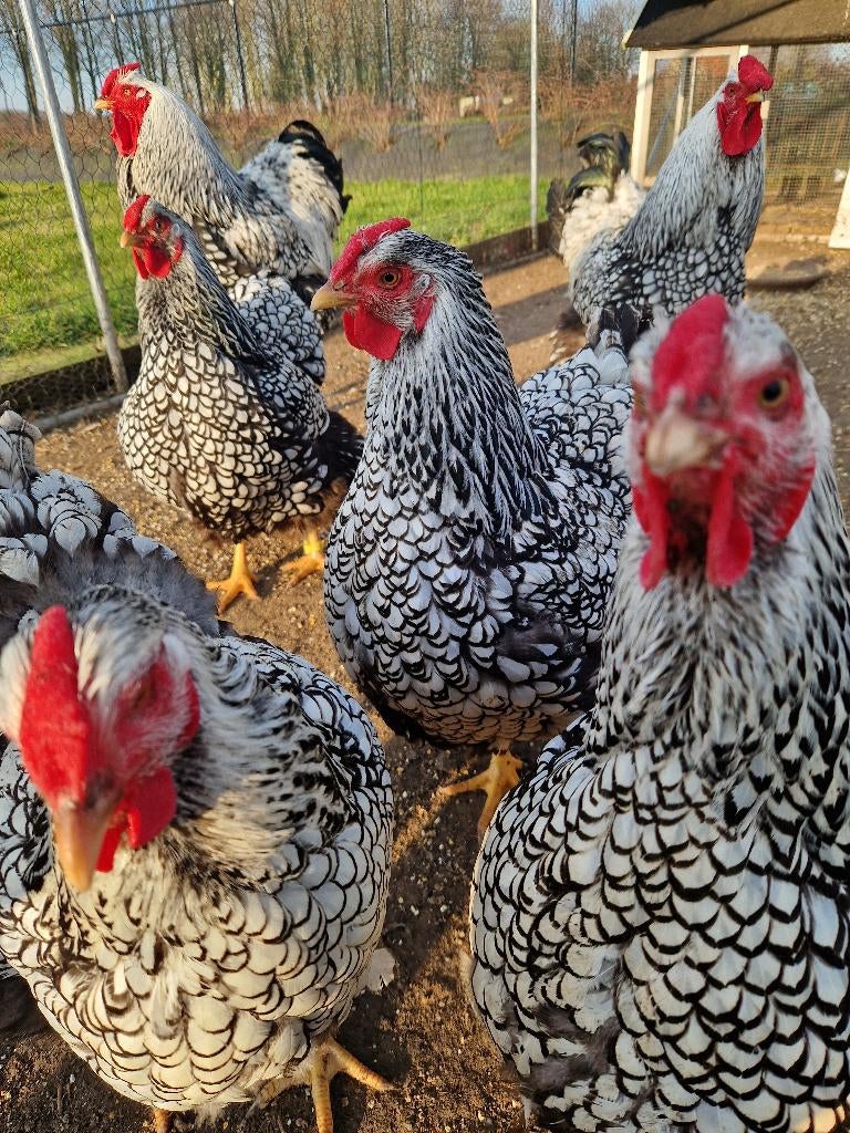 Broedeieren groothoender  wyandotte zilver zwart gezoomd, Poule ou poulet