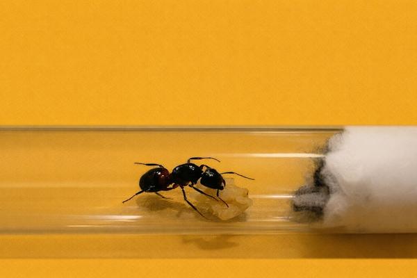 Camponotus Ligniperda, reine des fourmis avec couvain, Animaux & Accessoires, Insectes & Araignées, Fourmis