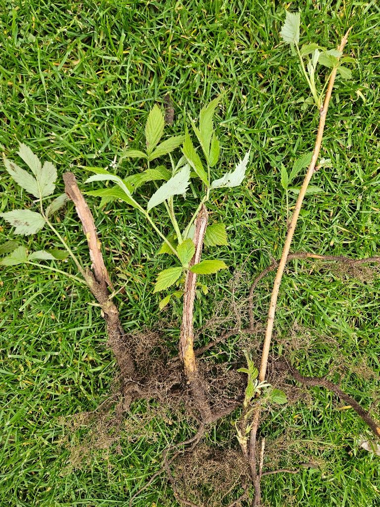 Frambozen stekken, Enlèvement, Autres espèces, Arbuste, 100 à 250 cm