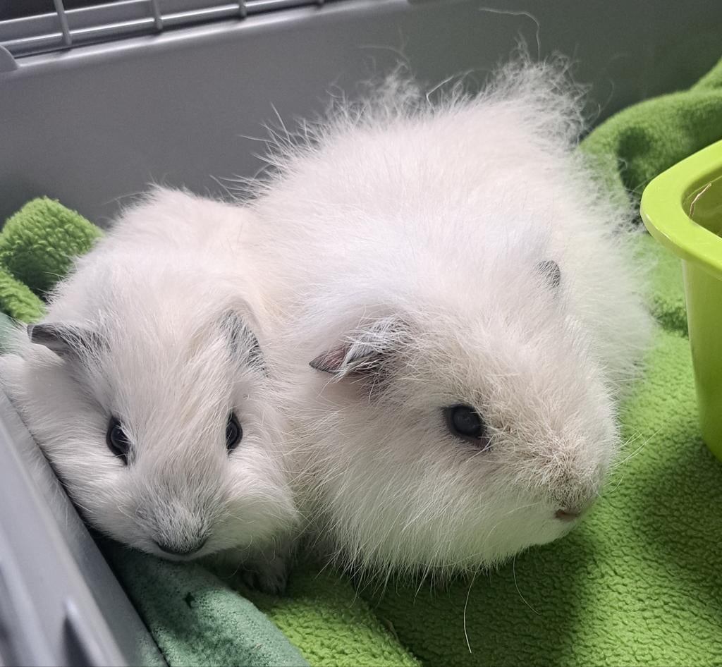 2 jonge beertjes ch teddy, Dieren en Toebehoren, Knaagdieren, Cavia, Mannelijk, Januari, Tam