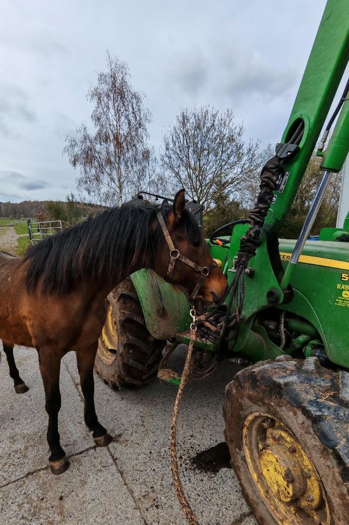 Pouliche prenant 2ans, Animaux & Accessoires, Chevaux, Jument, Ne s'applique pas, 160 à 165 cm, 0 à 2 ans, Cheval de récréation