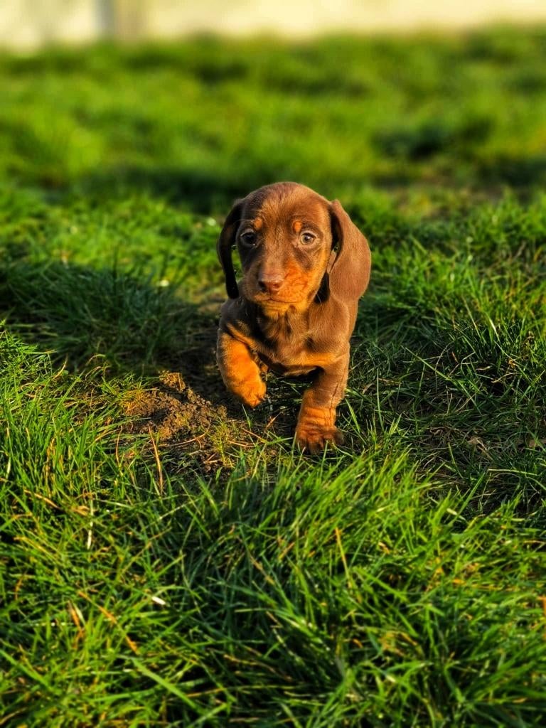 teckel pupjes bij ons geboren!!, Dieren en Toebehoren, Honden | Teckels en Dashonden, Parvo, België, 8 tot 15 weken, Dwerg