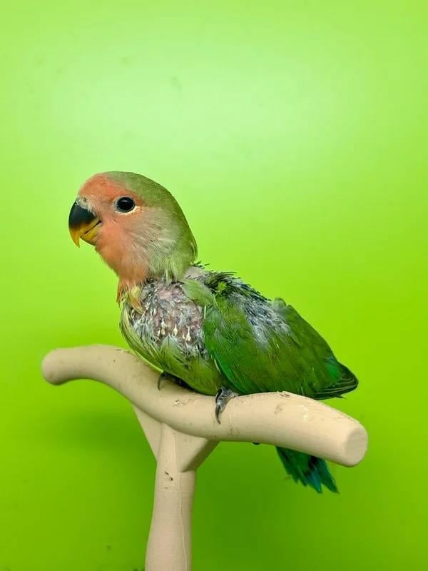 Inséparable Roseicollis EAM/apprivoisé à réserver., Animaux & Accessoires, Domestique