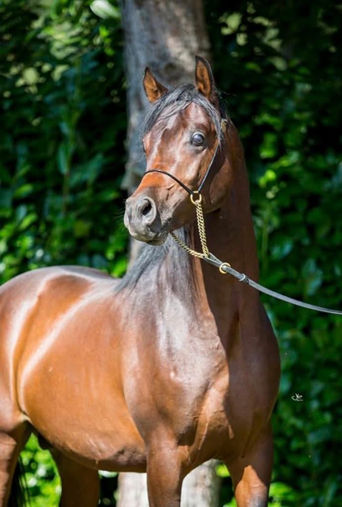Lieve 5 jarige arabische volbloed ruin, Dieren en Toebehoren, Paarden, Ruin