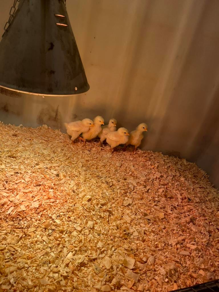 Kuikens witte leghorn, Dieren en Toebehoren, Pluimvee