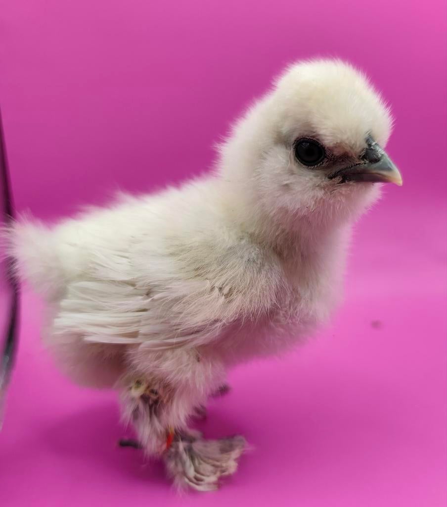 Usa zijdehoen kuikens hennen, Dieren en Toebehoren, Pluimvee, Vrouwelijk, Kip