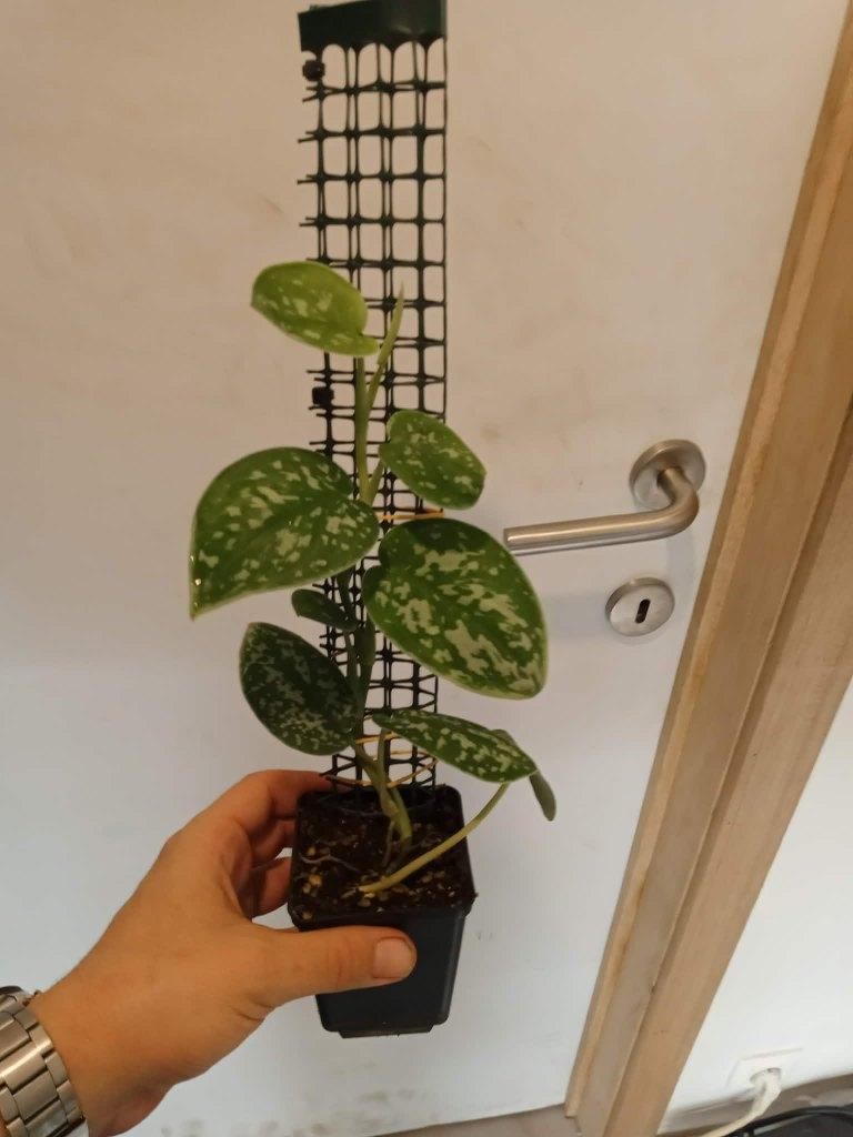 Scindapsus pictus Argyraeus, Maison & Meubles, Plantes d'intérieur, Autres espèces, Moins de 100 cm, Plante verte, Ombre partielle