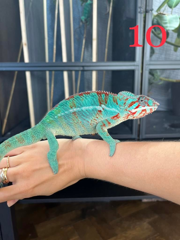 Caméléon furcifer pardalis ambilobe, Animaux & Accessoires, 0 à 2 ans