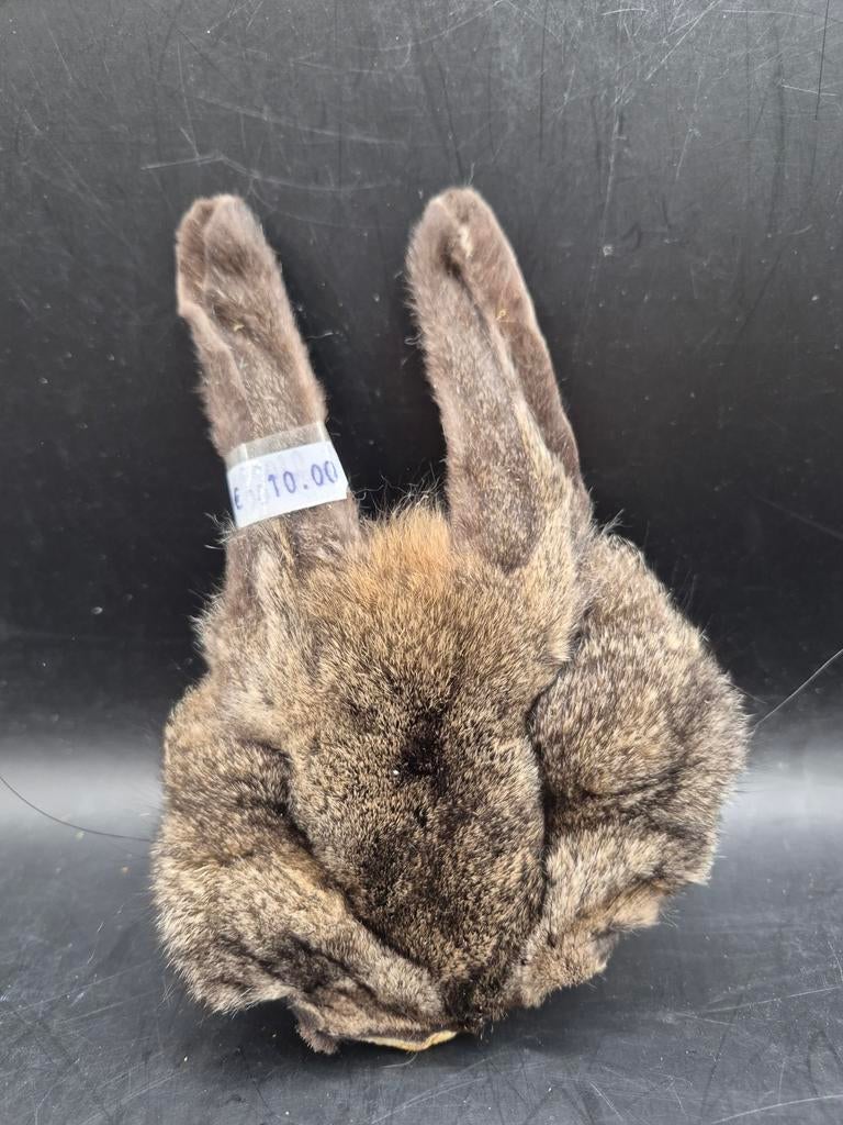 Peau tête de lapin, Antiquités & Art, Enlèvement ou Envoi