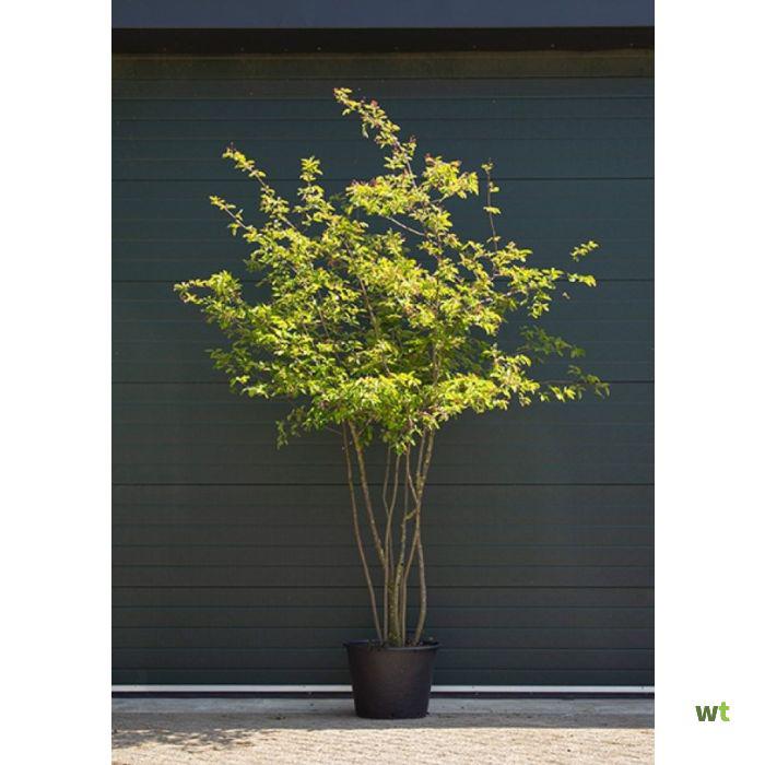 Amelanchier lamarckii - KRENTENBOOMPJE - 250/275 cm, Ophalen, Zomer, In pot