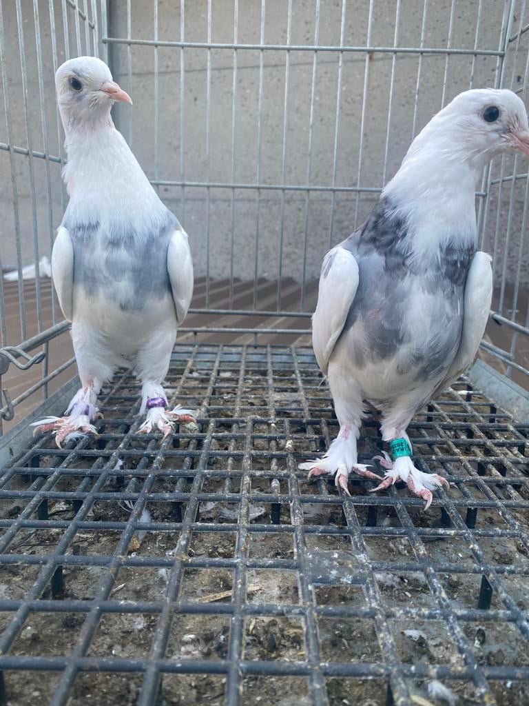 Super takla Çapar, Dieren en Toebehoren