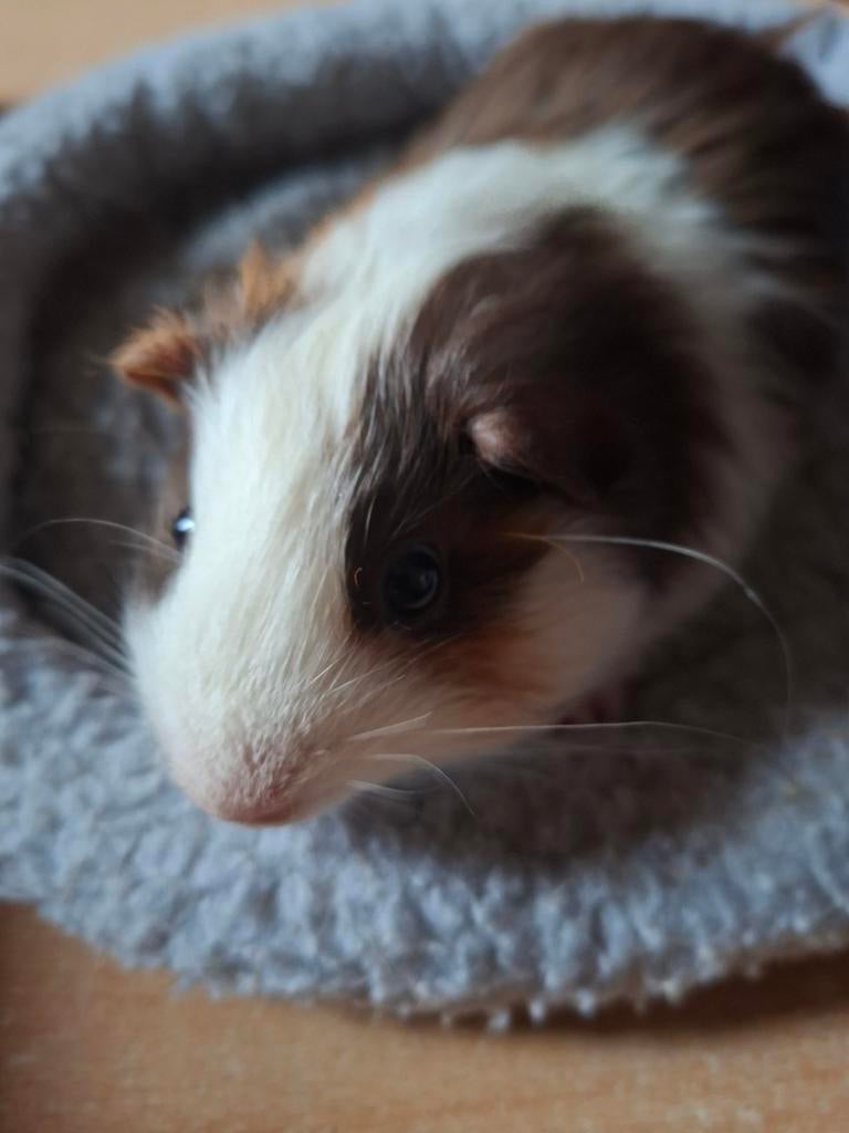 Ours cobaye à vendre, Animaux & Accessoires, Rongeurs, Janvier, Mâle, Cobaye