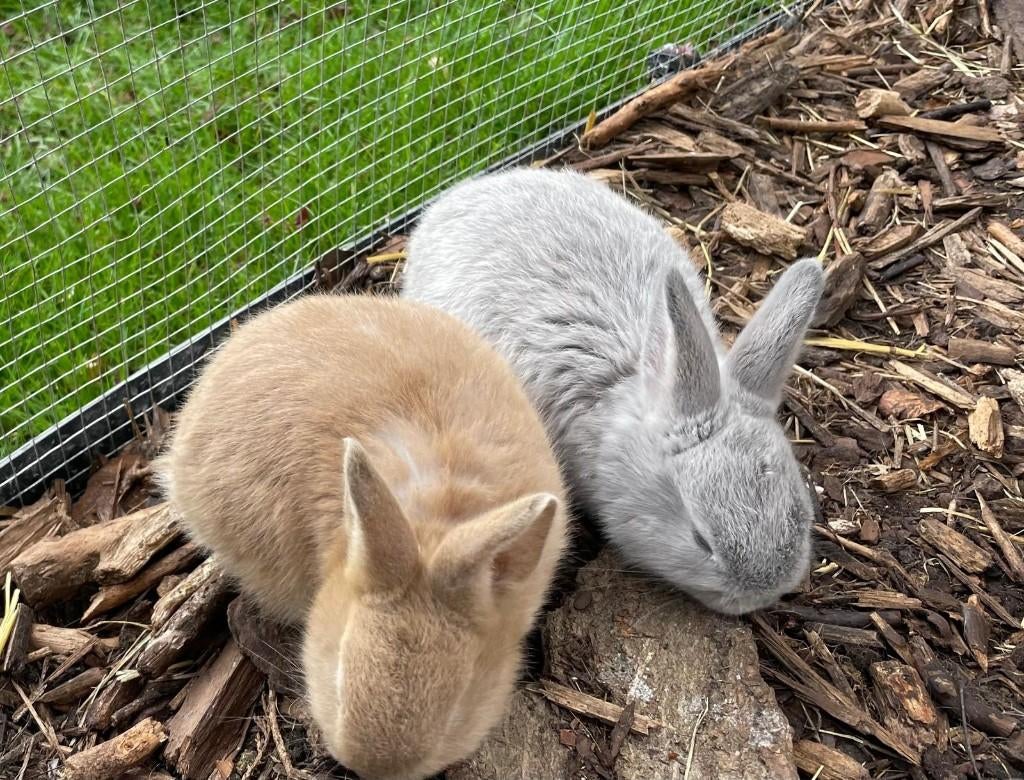 Konijntjes te koop, Dieren en Toebehoren, Konijnen, Meerdere dieren, Klein, 0 tot 2 jaar