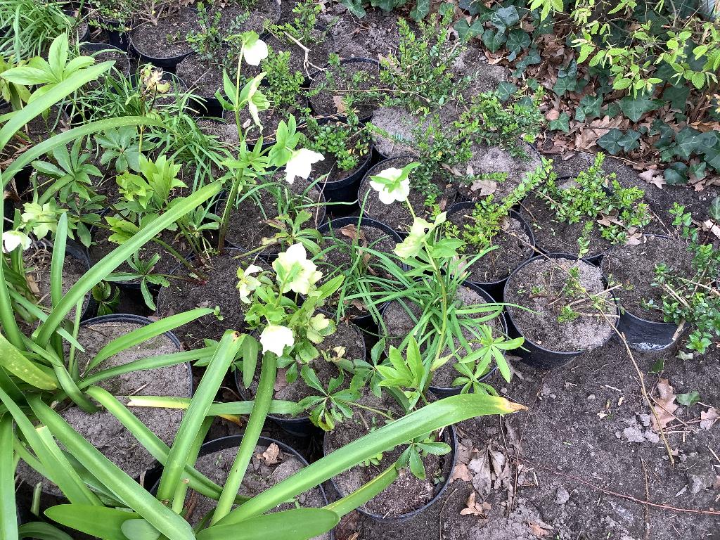 Hellebores kleur roze enkele witte ook, Volle zon, Vaste plant, Winter, Ophalen