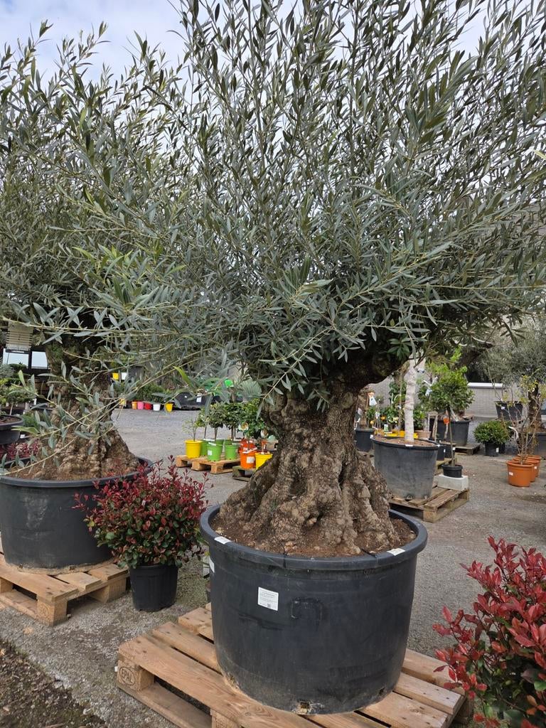 Olijfboom Olea Europaea Bonsai, Ophalen, Olijfboom