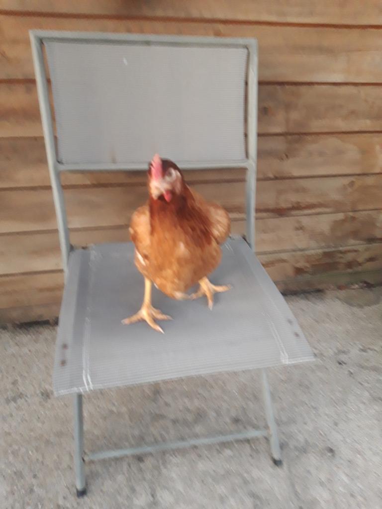 Legkippen, Dieren en Toebehoren, Pluimvee