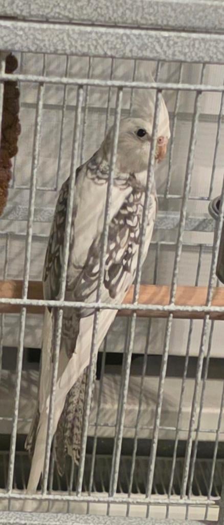 Valkparkiet, Dieren en Toebehoren, Vogels | Parkieten en Papegaaien, Mannelijk, Parkiet, Geringd