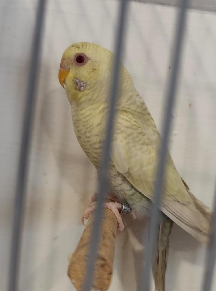 Perruche / grasparkiet, Animaux & Accessoires, Perruche