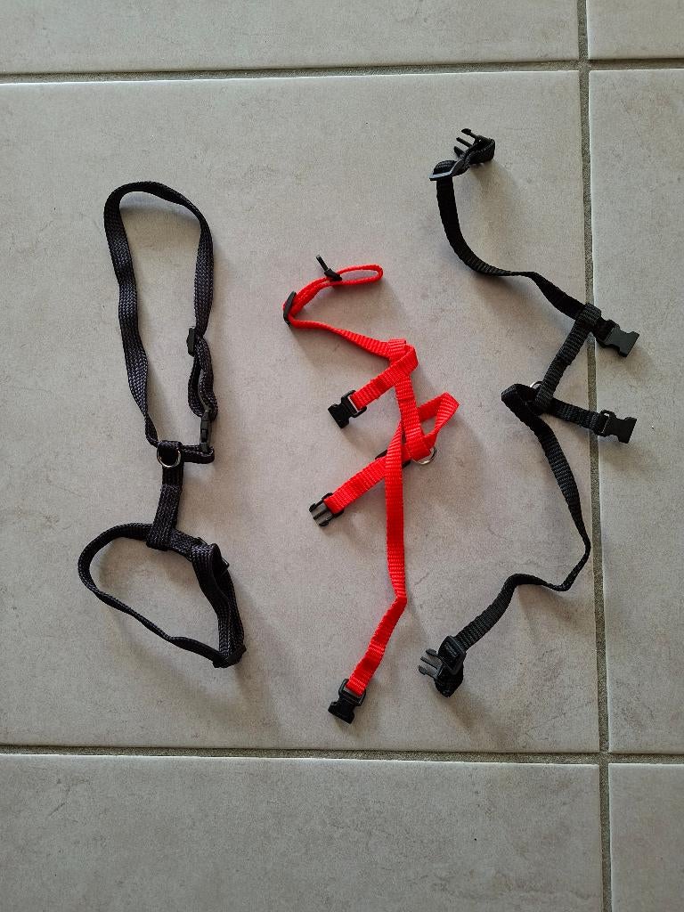 Harnais pour chat ou petit chien, Ophalen, Nieuw