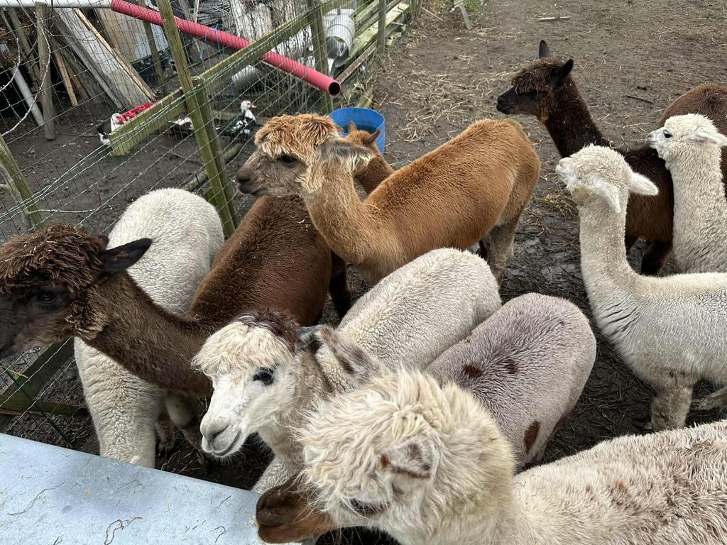 Kudde alpacas te koop (diverse kleuren), Dieren en Toebehoren, Schapen, Geiten en Varkens, Meerdere dieren, 3 tot 5 jaar