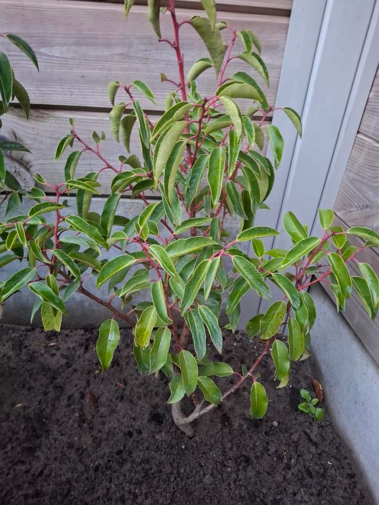 Portugese laurier, Tuin en Terras, Planten | Tuinplanten, Ophalen