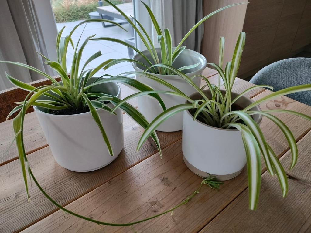 Chlorophytum of graslelie, 3 stuks Luchtzuiverend, Huis en Inrichting, Kamerplanten, Ophalen, Halfschaduw