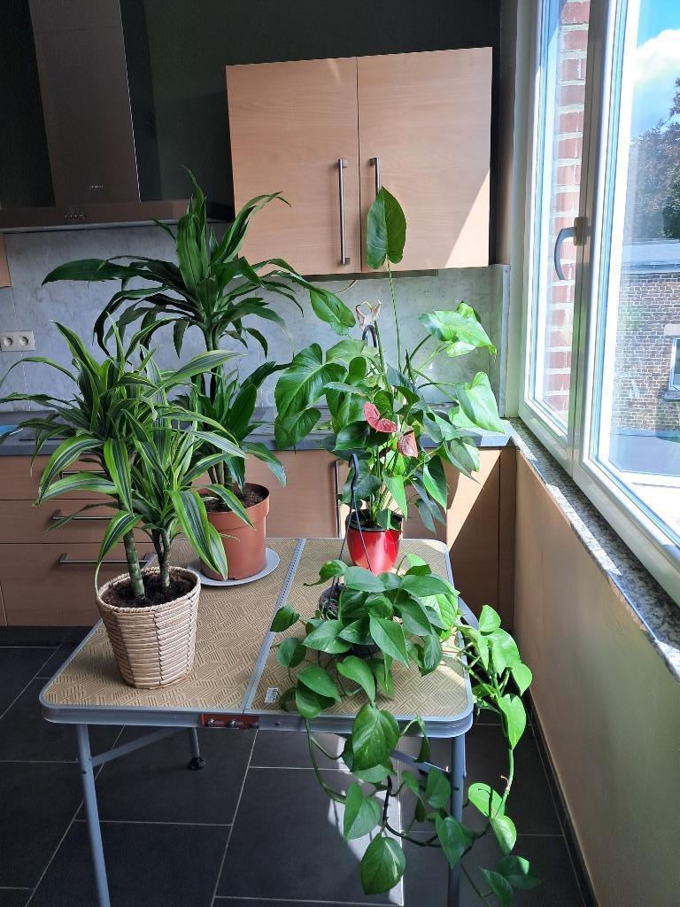 Plantes à vendre, Enlèvement, En pot