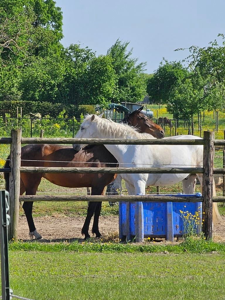 Pensionstalling 24/7 kudde, Dieren en Toebehoren, Stalling en Weidegang