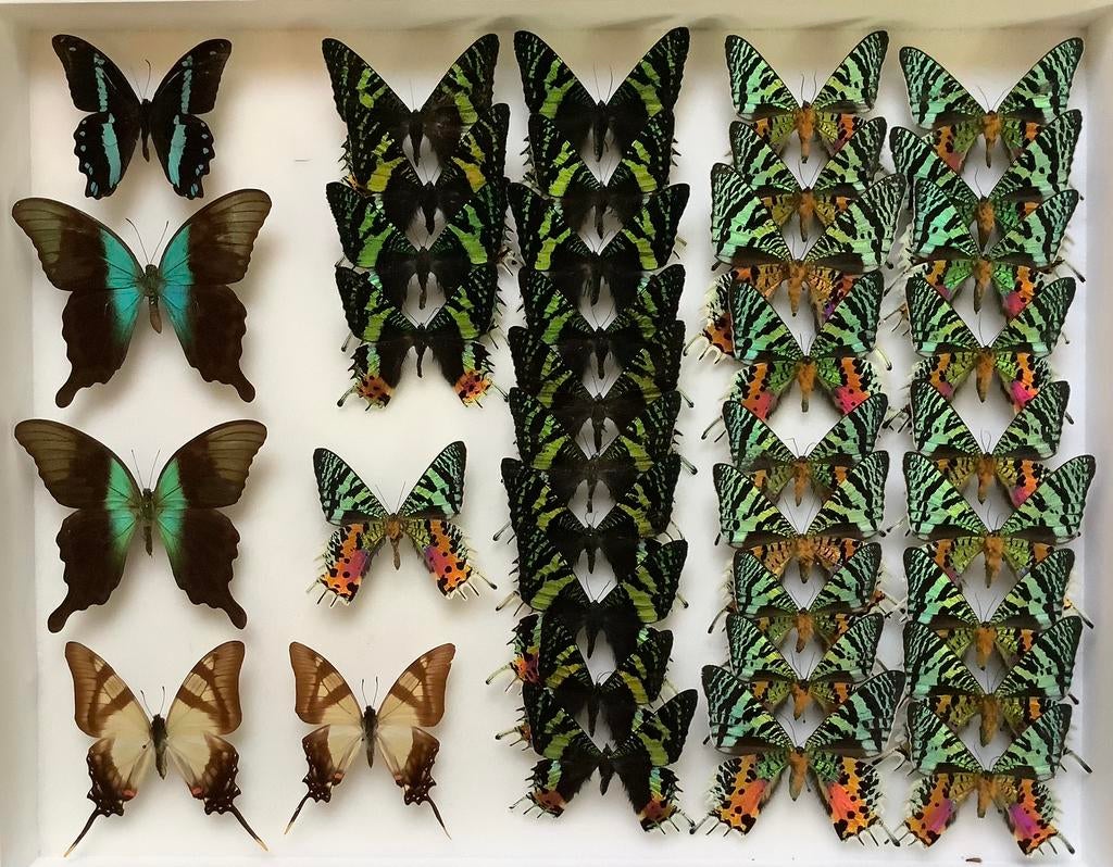 Opgezette VLINDERS, 9€/ specimen, Verzamelen, Dierenverzamelingen, Ophalen of Verzenden