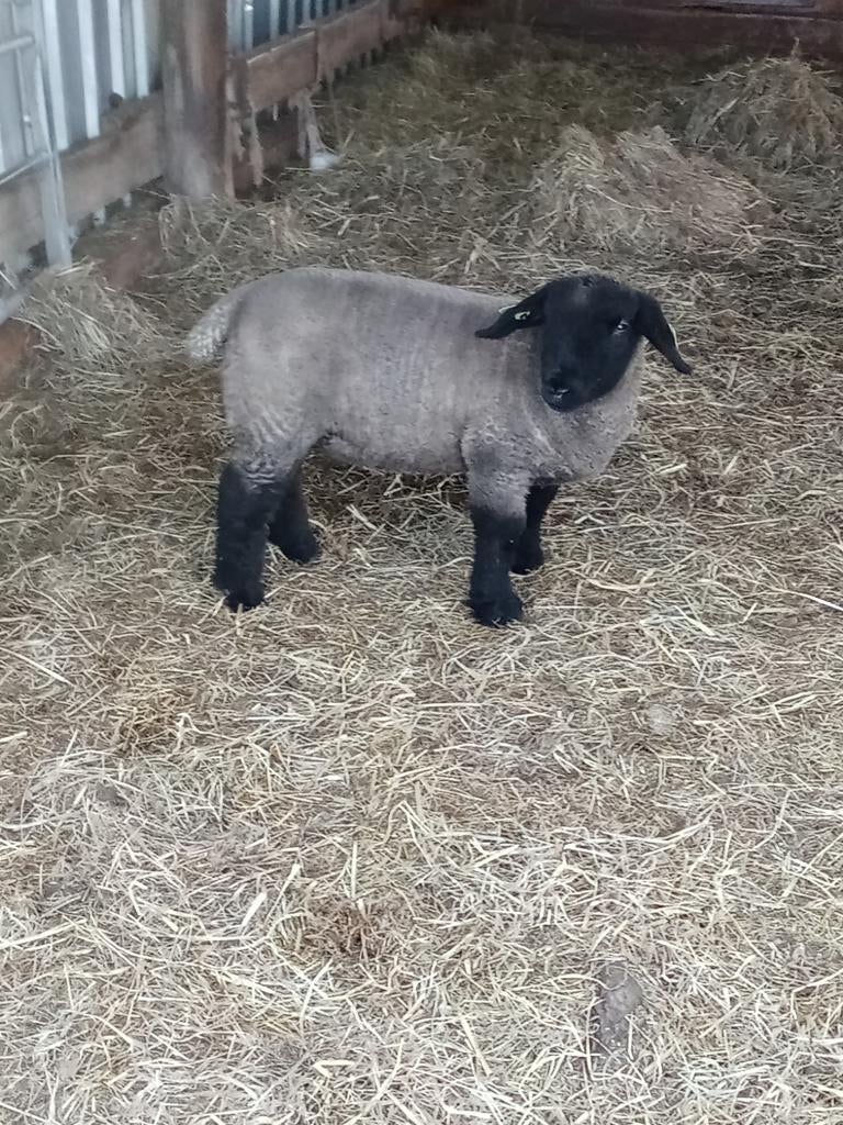 Suffolk ooilam, Dieren en Toebehoren