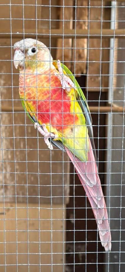 Pyrrhura te koop, Dieren en Toebehoren, Vrouwelijk, Parkiet, Geringd