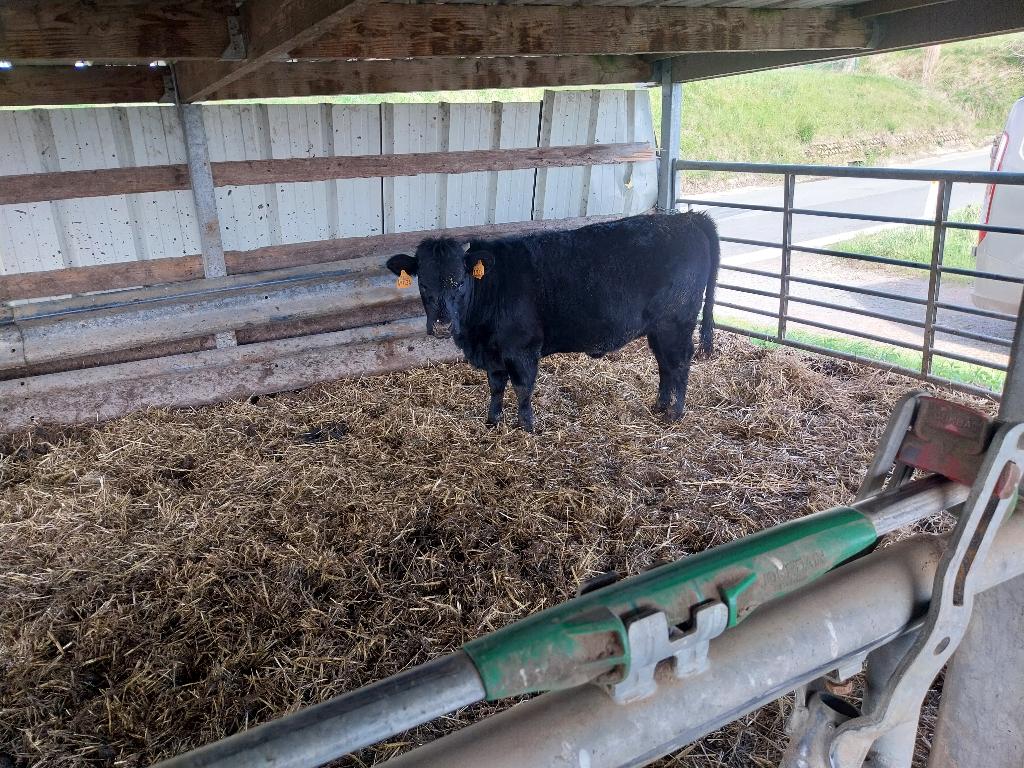 Dexter koe, Femelle, 0 à 2 ans