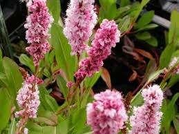 Persicaria Kabouter, Tuin en Terras, Ophalen, Halfschaduw